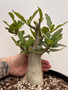 Adenium hybrid 3 Gallon Pot A