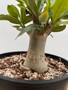 Adenium hybrid 3 Gallon Pot A