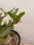 Adenium hybrid 3 Gallon Pot A
