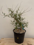 Operculicarya hyphaenoides 1 Gallon Pot B