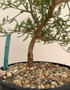 Operculicarya hyphaenoides 1 Gallon Pot B
