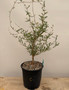Operculicarya hyphaenoides 1 Gallon Pot C
