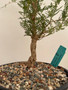 Operculicarya hyphaenoides 1 Gallon Pot C