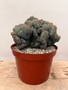 Myrtillocactus cristata 8" Pot