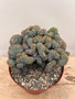 Myrtillocactus cristata 8" Pot