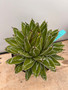 Agave victoria-reginae 8" Pot C
