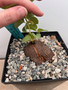 Dioscorea hemicrypta 6" Pot B