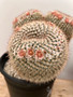 Mammillaria parkinsonii hybrid 3 Gallon Pot