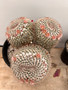 Mammillaria parkinsonii hybrid 3 Gallon Pot