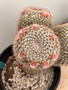 Mammillaria parkinsonii hybrid 3 Gallon Pot
