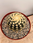 Echinocactus grusonii v. brevispinus 8" Pot B