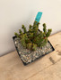 Euphorbia squarrosa 6" Pot A