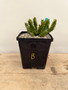 Euphorbia squarrosa 6" Pot B