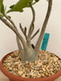 Adenium hybrid 6" Pot