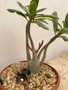 Adenium hybrid 6" Pot