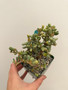 Ceraria pygmaea 3.5" Pot A