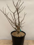 Bursera fagaroides 3 Gallon Pot