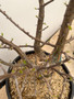 Bursera fagaroides 3 Gallon Pot