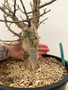 Bursera fagaroides 3 Gallon Pot