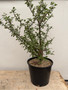 Bursera fagaroides 3 Gallon Pot