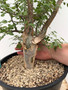 Bursera fagaroides 3 Gallon Pot