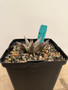 Ariocarpus retusus ssp. furferaceus 6" Pot A