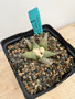 Ariocarpus retusus ssp. furferaceus 6" Pot B