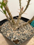 Pachypodium succulentum x bispinosum 6" pot