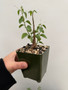 DAILY DEAL - Adenia spinosa 3.5" Pots