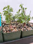 DAILY DEAL - Adenia spinosa 3.5" Pots