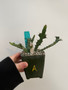 Euphorbia buruana 3.5" pot A - Grigsby Form