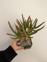 Aloe ramosissima 3.5" Pot A