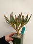 Aloe ramosissima 3.5" Pot A