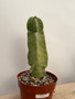 Lophocereus schoitii monstrosus 6" Pot A