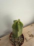 Lophocereus schoitii monstrosus 6" Pot A