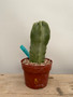 Lophocereus schoitii monstrosus 6" Pot B