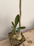 Adenium crispum x obesum 6" Pot