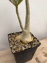 Adenium crispum x obesum 6" Pot