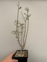 Bursera microphylla 5" Pot