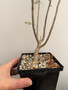 Bursera microphylla 5" Pot