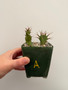 Euphorbia tortirama 3.5" Pot A