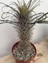 Pachypodium geayi 8" Pot