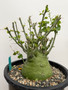 Adenia spinosa 3 Gallon Pot