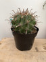 Ferocactus horridus 8" Pot