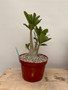 Adenium arabicum 8" Pot B