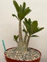 Adenium arabicum 8" Pot B