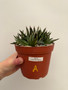 Agave victoriae-reginae 6" Pot A