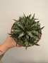 Agave victoriae-reginae 6" Pot A