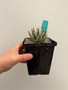 Aloe erinacea 5" Pots - USA Seed Grown
