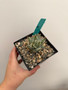 Aloe erinacea 5" Pots - USA Seed Grown